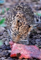 babylep_0701.jpg