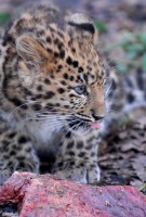 babylep_0705.jpg