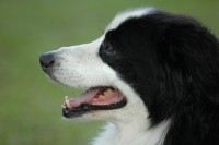 bcollie.jpg