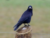 bird_0652.jpg