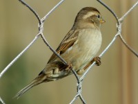 bird_1121.jpg