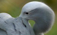bird_1206.jpg