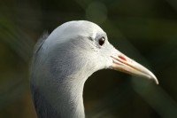 bird_1240.jpg