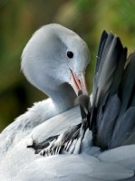 bird_full_1213.jpg