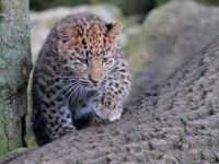blep_1109.jpg