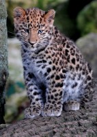 blep_1111.jpg