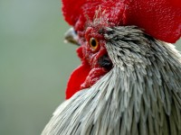 chick7959.jpg