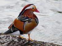 duck_1401.jpg