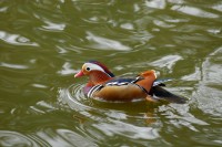 duck_1411.jpg