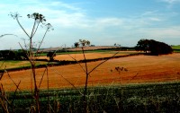 field.jpg