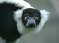 lem8758.jpg