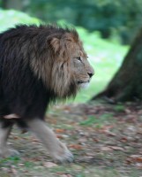 lion8427.jpg