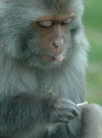 monk8323.jpg