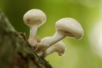 mush_9351.JPG