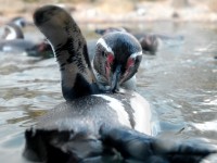 penguin_0567.jpg
