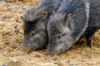 pigs_1328.jpg