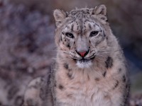 snolep_0910.jpg