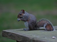 squir1.jpg