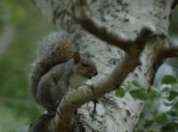 squir2.jpg