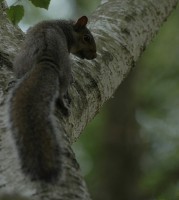 squir3.jpg