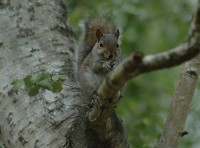squir4.jpg
