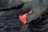 swan_1931.JPG