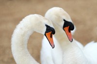 swans_1024_6402.JPG