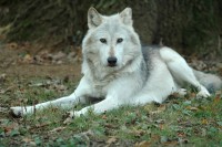 wolf8436.jpg