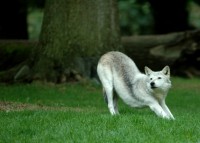 wolf8441.jpg