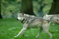 wolf8444.jpg
